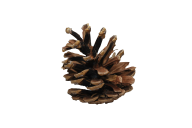 Pine Cone Brown Image