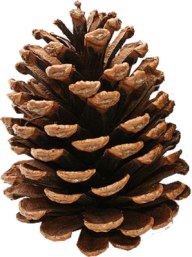 Pine Cone Clipart Image Download