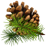 Pine Cone Drawing Image