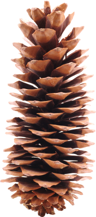 Pine Cone Free Png