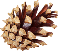 Pine Cone Png Free Download