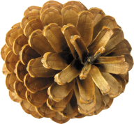 Pine Cone Top View Png