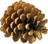 Pine Tree Cone Png