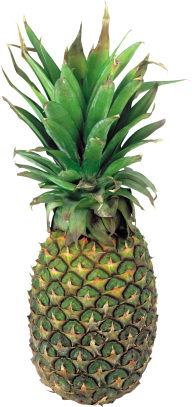 Pineapple PNG Free Download 10