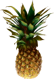 Pineapple PNG Free Download 12