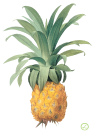 Pineapple PNG Free Download 18