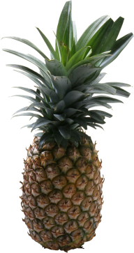 Pineapple PNG Free Download 23