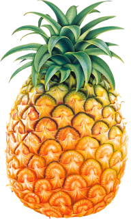 Pineapple PNG Free Download 32