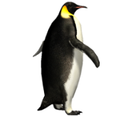 Pinguin PNG Free Download 2