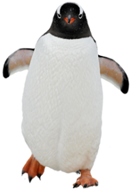 Pinguin PNG Free Download 5