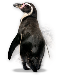 Pinguin PNG Free Download 7