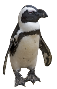 Pinguin PNG Free Download 9