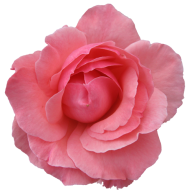 pink rose pettal free png download