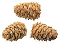 Png Cone Png Image