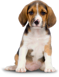 Puppy Dog Png For Web