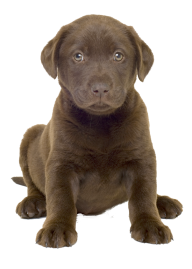Puppy Dog Png Image