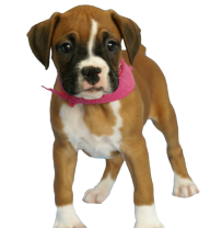 Puppy Dog With Pink Ribbon Png