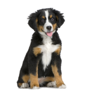 Puppy Png for Web