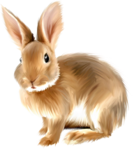 Rabbit PNG Free Download 31