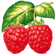 Raspberry PNG Free Download 15