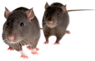 Rat Mouse PNG Free Download 2