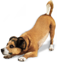 Ready for Jump Dog Png