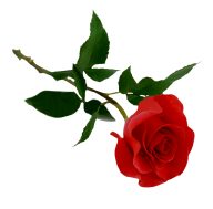 red rose with dark green leaves free png download