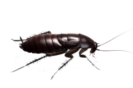 Roach PNG Free Download 1