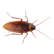 Roach PNG Free Download 11