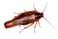 Roach PNG Free Download 13