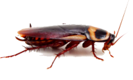 Roach PNG Free Download 14
