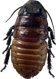 Roach PNG Free Download 18