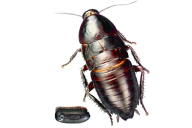 Roach PNG Free Download 21