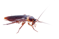 Roach PNG Free Download 27