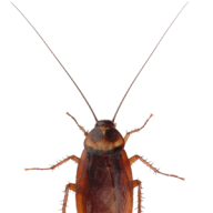 Roach PNG Free Download 30