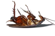 Roach PNG Free Download 31