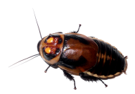 Roach PNG Free Download 32