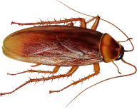 Roach PNG Free Download 33
