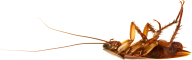 Roach PNG Free Download 34
