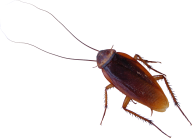 Roach PNG Free Download 35