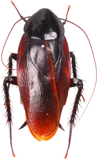 Roach PNG Free Download 36