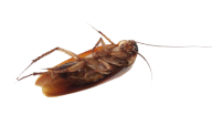 Roach PNG Free Download 39