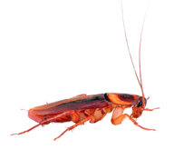 Roach PNG Free Download 40