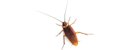 Roach PNG Free Download 5