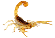 Scorpion PNG Free Download 15