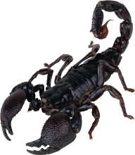 Scorpion PNG Free Download 3