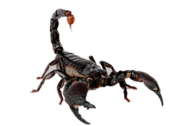 Scorpion PNG Free Download 8