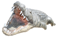 SharpTeeth Crocodile Png