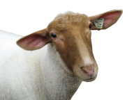 Sheep PNG Free Download 14