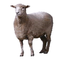 Sheep PNG Free Download 7